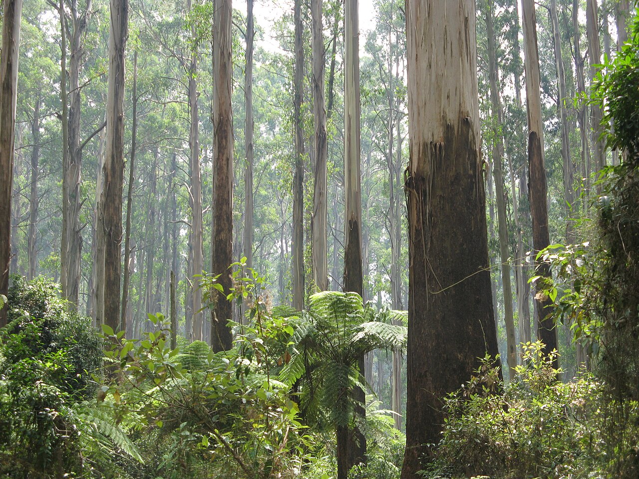 Tall mountain ash and tree ferns in Sherbrooke Forest, Dandenong Ranges